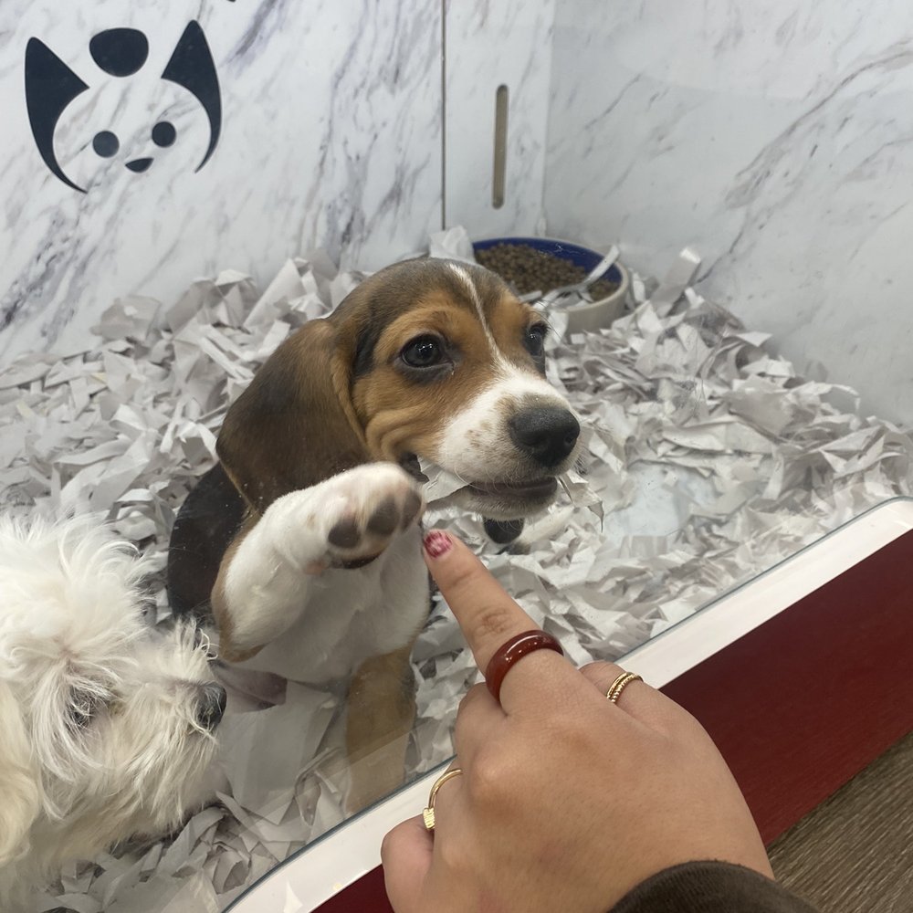 Pet Fair - Pet Stores Near Me - Spring, Texas