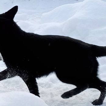 Serious Black German Shepherds - Chela Aritiar Bastet - Pet Breeders Near Me - Naples, Maine Serious Black German Shepherds - Chela Aritiar Bastet - Pet Breeders Near Me - Naples, Maine
