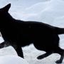 Photo of Serious Black German Shepherds