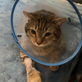 Van Nuys Veterinary Clinic - After surgery at kinder4rescue - Veterinarians Near Me - Van Nuys, California Van Nuys Veterinary Clinic - After surgery at kinder4rescue - Veterinarians Near Me - Van Nuys, California