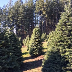 Lawrence Christmas Tree Farm - Trees.