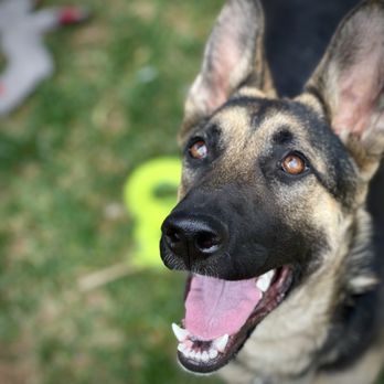 Lead & Thrive Dog Training - German Shepherds make great family dogs when trained - Pet Training Near Me Lead & Thrive Dog Training - German Shepherds make great family dogs when trained - Pet Training Near Me