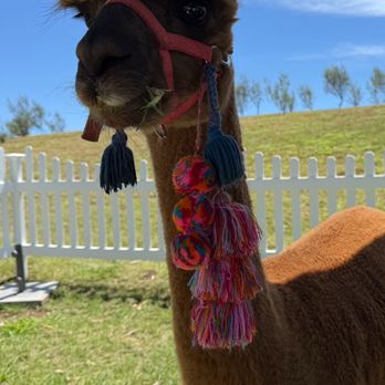 Maui Alpaca - Attraction Farms Near Me - Makawao, Hawaii Maui Alpaca - Attraction Farms Near Me - Makawao, Hawaii