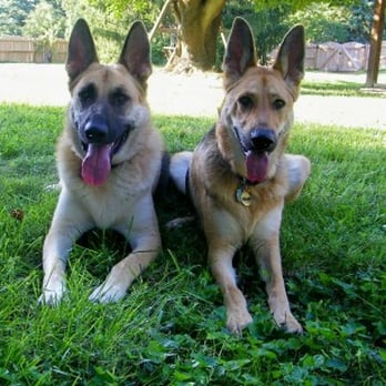 Canine Lifestyle Academy - Dog Training - Pet Training Near Me - Union Bridge, Maryland Canine Lifestyle Academy - Dog Training - Pet Training Near Me - Union Bridge, Maryland