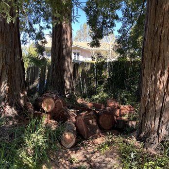 Willy's Tree Service - Tree Services Near Me