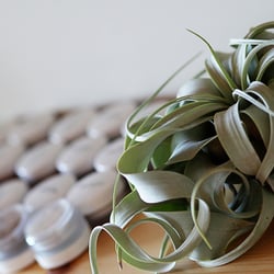 Aloe Skin + Body