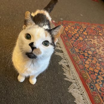 MexiVet Express - She's got her appitite back - Veterinarians Near Me
