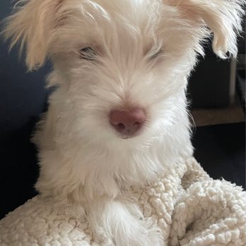 Doggi Dogi Spa - Before - Pet Groomers Near Me - Fullerton, California