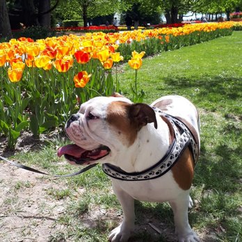 Parc de l'Indépendance - dogs allowed - Parks Near Me - Morges, VD