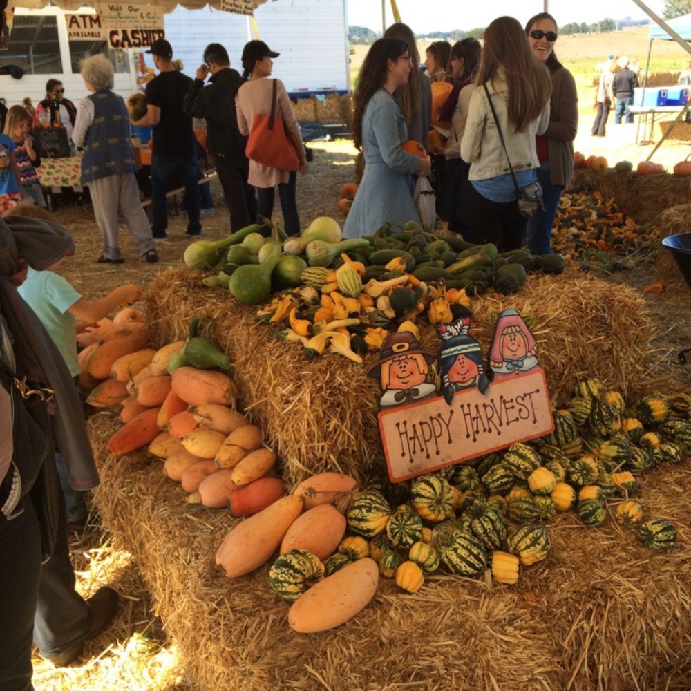 The Great Peter Pumpkin Patch - Under the tent, line for cashier - Pumpkin Patches Near Me - Petaluma, California The Great Peter Pumpkin Patch - Under the tent, line for cashier - Pumpkin Patches Near Me - Petaluma, California