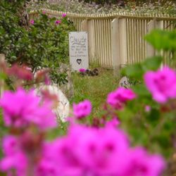 Presidio Pet Cemetery - Remembering Claude walk in 2009. Tova Wiley's Bichon Frisé dog.
