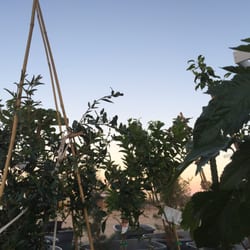 Sahara Nursery