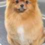 Photo of Zoomin Groomin