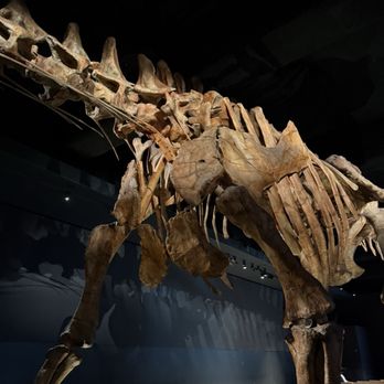 Richard Gilder Center for Science - Museums Near Me - New York, New York Richard Gilder Center for Science - Museums Near Me - New York, New York