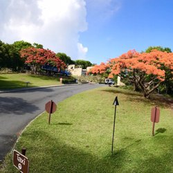Caneel Beach Bar & Grill - The flamboyant trees are in bloom. So beautiful.