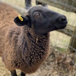 Applewood Farm - So cute!