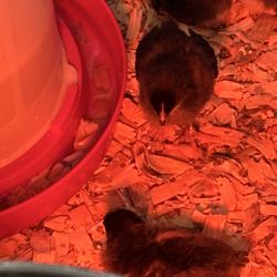 Tractor Supply - Chicks