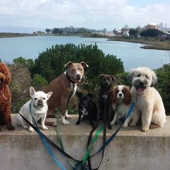 Citizen Hound - Emma and friends - Dog Walkers Near Me - San Francisco, California Citizen Hound - Emma and friends - Dog Walkers Near Me - San Francisco, California