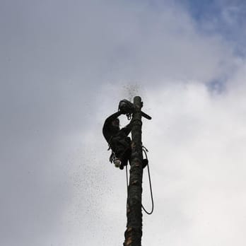 Hitman Tree - Tree Services Near Me - Kirkland, Washington Hitman Tree - Tree Services Near Me - Kirkland, Washington