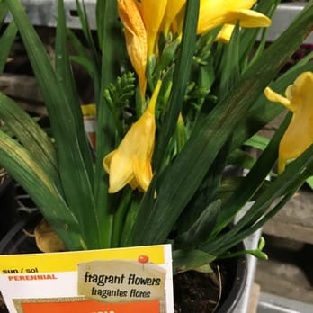 The Home Depot - Freesia - Nurseries & Gardening Near Me - Santee, California The Home Depot - Freesia - Nurseries & Gardening Near Me - Santee, California