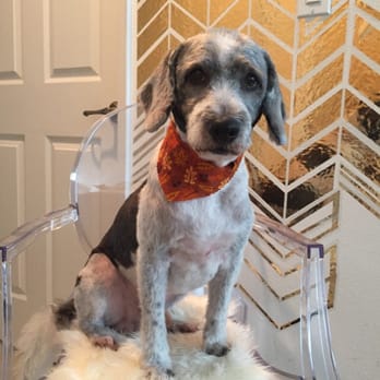 The Spaw - Eli's first haircut at The Spaw - Pet Groomers Near Me - Tustin, California The Spaw - Eli's first haircut at The Spaw - Pet Groomers Near Me - Tustin, California