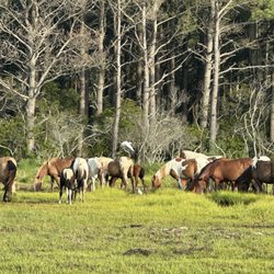Chincoteague Island Waterman's Memorial - Chincoteague ponies