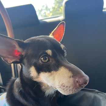 Grooming And More - Pet Stores Near Me - San Francisco, California