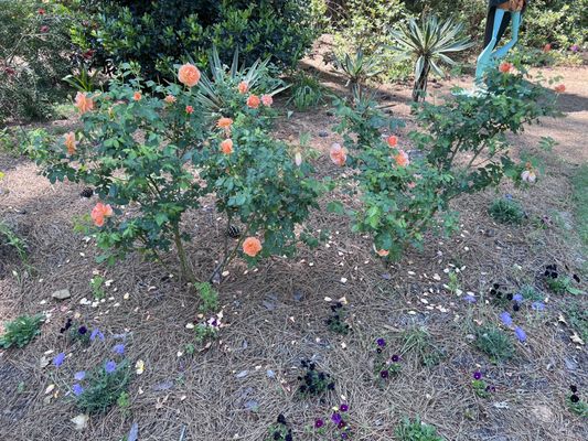 Cape Fear Botanical Garden by null