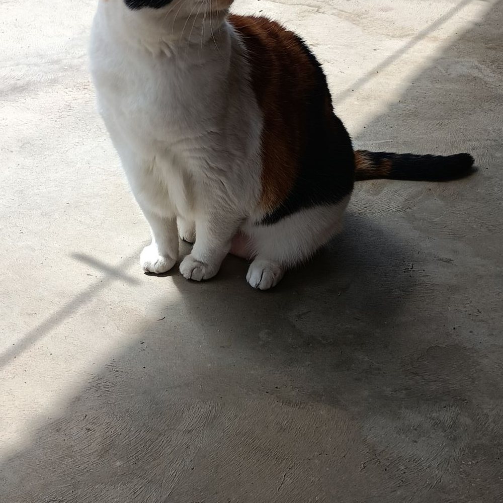 Kings Veterinary Service - Thank you so much for helping our girl find the rainbow bridge you really shine in our fur babies life - Veterinarians Near Me - Lemoore, California