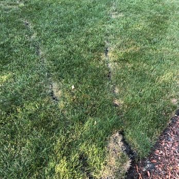 Water Works - Lawn more than one month after installation. This will cost me money and time to repair. - Waterproofing Near Me Water Works - Lawn more than one month after installation. This will cost me money and time to repair. - Waterproofing Near Me