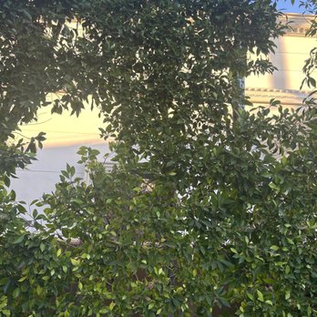 One Day Tree service - Tree Services Near Me - Los Angeles, California One Day Tree service - Tree Services Near Me - Los Angeles, California