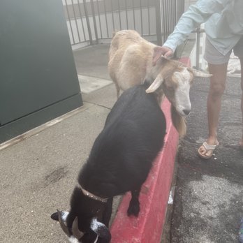 Edgewater Inn & Suites - Baby goat with mother goat - Hotels Near Me - Pismo Beach, California Edgewater Inn & Suites - Baby goat with mother goat - Hotels Near Me - Pismo Beach, California