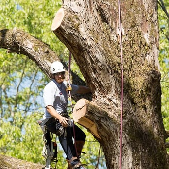 Advance Tree Care - Tree Services Near Me - Jackson, Mississippi