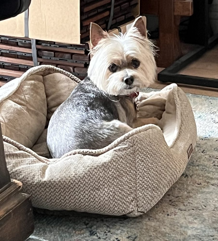 SIERRA MADRE PET GROOMING SPA 42 Photos & 58 Reviews 172 W Sierra