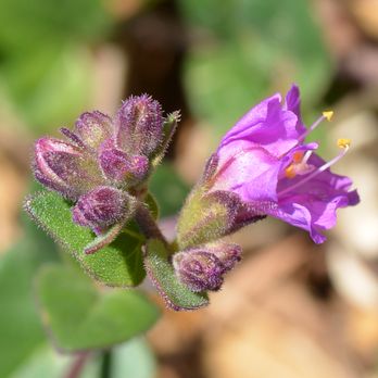 Paradise Hills Native Garden - Mirabilis. Wishbone Bush. California 4 O'clock. - Botanical Gardens Near Me - San Diego, California Paradise Hills Native Garden - Mirabilis. Wishbone Bush. California 4 O'clock. - Botanical Gardens Near Me - San Diego, California