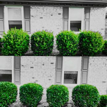Landscape Evolution - a black and white photo of a row of bushes in front of a brick building - Landscaping Near Me - Newport news, Virginia Landscape Evolution - a black and white photo of a row of bushes in front of a brick building - Landscaping Near Me - Newport news, Virginia