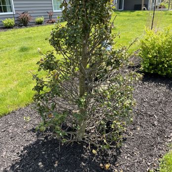 Fairfield Landscaping - a small shrub in front of a house - Landscaping Near Me - Canonsburg, Pennsylvania Fairfield Landscaping - a small shrub in front of a house - Landscaping Near Me - Canonsburg, Pennsylvania