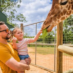 Alabama Safari Park - Come eye-to-eye with the park's tallest residents and even feel their tongues as the giraffes take romaine leaves from your hand.