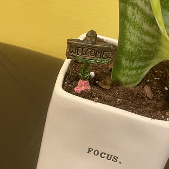 Crazy Plant Bae - Do you like me little Plant decoration - Nurseries & Gardening Near Me - New Orleans, Louisiana Crazy Plant Bae - Do you like me little Plant decoration - Nurseries & Gardening Near Me - New Orleans, Louisiana