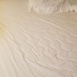 Ripple River Motel & Rv Park - Dead bed bugs