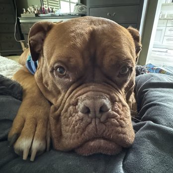 Abbey Vet Hospital - Duke - Veterinarians Near Me - Antioch, California