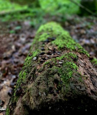 Spring Mill State Park