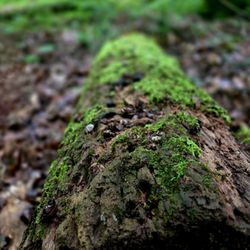 Spring Mill State Park - Tree covered in moss