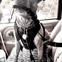 SuperStar K9s