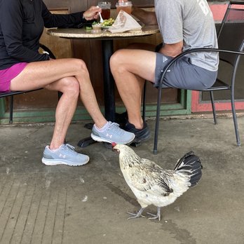 Kohala Coffee Mill - The resident chicken looking for crumbs. - Coffee & Tea Near Me - Hawi, Hawaii Kohala Coffee Mill - The resident chicken looking for crumbs. - Coffee & Tea Near Me - Hawi, Hawaii