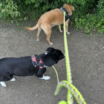 Rent a Daughter - Dog walking - Home Cleaning Near Me - Olathe, Kansas Rent a Daughter - Dog walking - Home Cleaning Near Me - Olathe, Kansas
