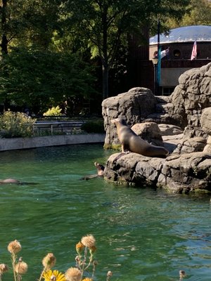 Prospect Park Zoo by null