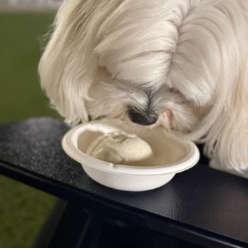 Jeni's Splendid Ice Creams - FurBaby enjoying a scoop of vanilla! - Ice Cream & Frozen Yogurt Near Me - Chapel Hill, North Carolina Jeni's Splendid Ice Creams - FurBaby enjoying a scoop of vanilla! - Ice Cream & Frozen Yogurt Near Me - Chapel Hill, North Carolina