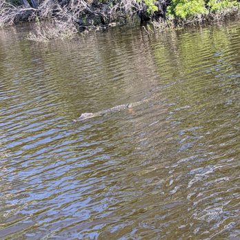 Jean Lafitte Swamp Tour - Hiding within the ripples. - Boat Tours Near Me - Marrero, Louisiana