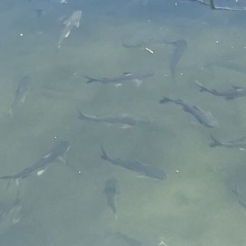 Nauti Dawg - Fishies - Seafood Near Me - Lighthouse Point, Florida Nauti Dawg - Fishies - Seafood Near Me - Lighthouse Point, Florida